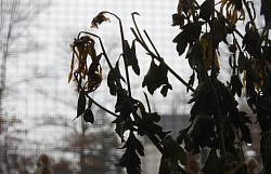 Rainy day
