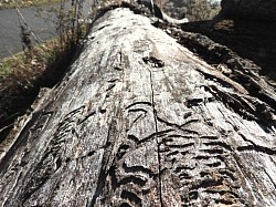 Ant Trails.
