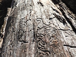 Ant trails 2