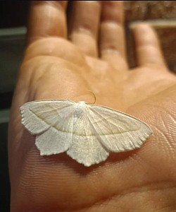 Moth Captuee