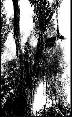 Forest Black